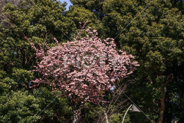上野動物園の桜