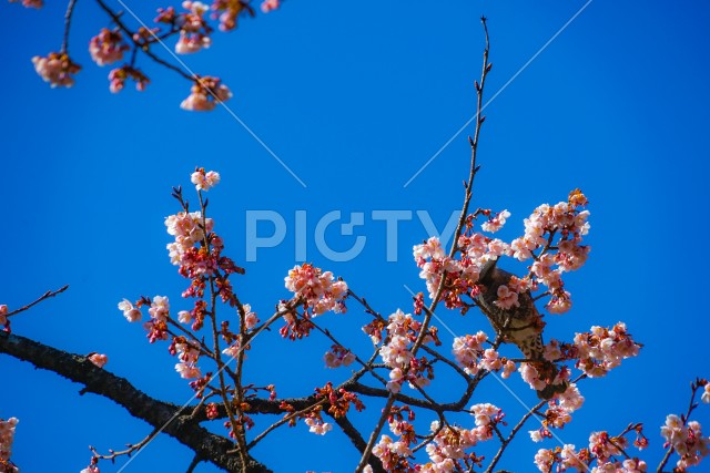 河津桜とヒヨドリ