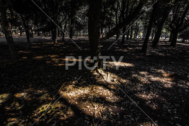 代々木公園の森林のイメージ