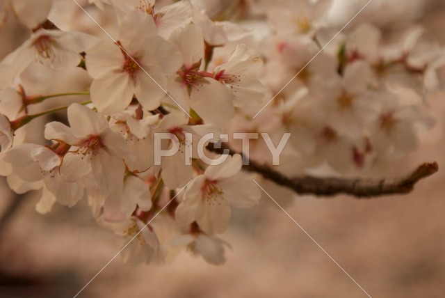 満開に咲いた桜の先端のイメージ