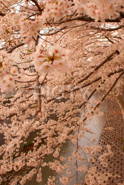 満開に咲いた桜のイメージ