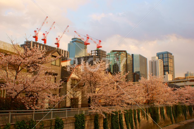 都会に咲く満開の桜のイメージ