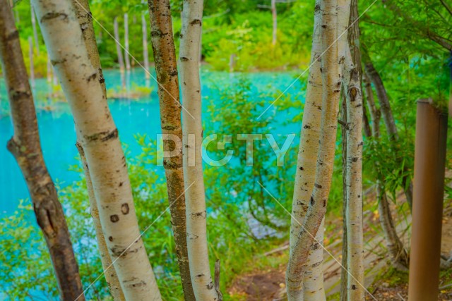北海道の美瑛町にある青い池