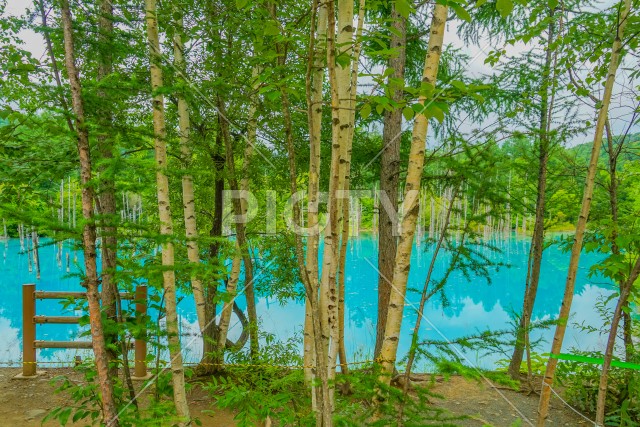 北海道の美瑛町にある青い池
