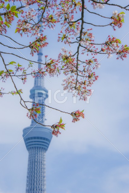 桜と東京スカイツリーのイメージ