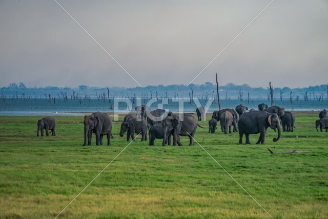 大草原の象（スリランカ・ミンネリア国立公園）