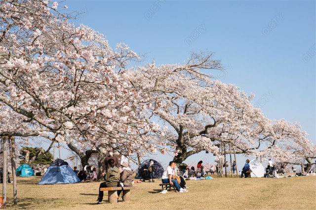 仙台市西多賀　三神峯公園の桜
