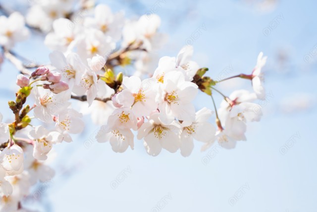 桜のアップイメージ