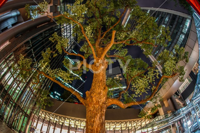 ビジネス街の中心にそびえ立つ大木