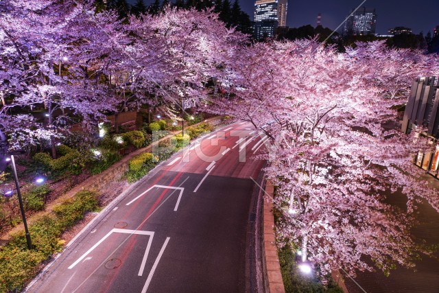 東京ミッドタウンの桜（満開）
