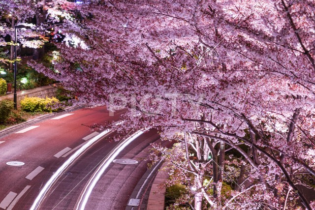 東京ミッドタウンの桜と自動車のヘッドライトの軌跡