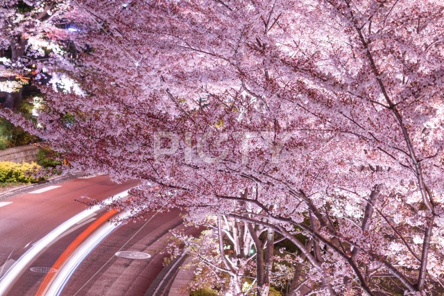 東京ミッドタウンの桜と自動車のヘッドライトの軌跡