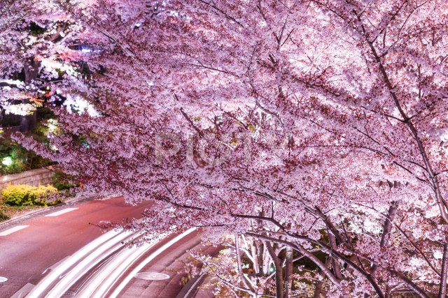桜と車のヘッドライトの軌跡