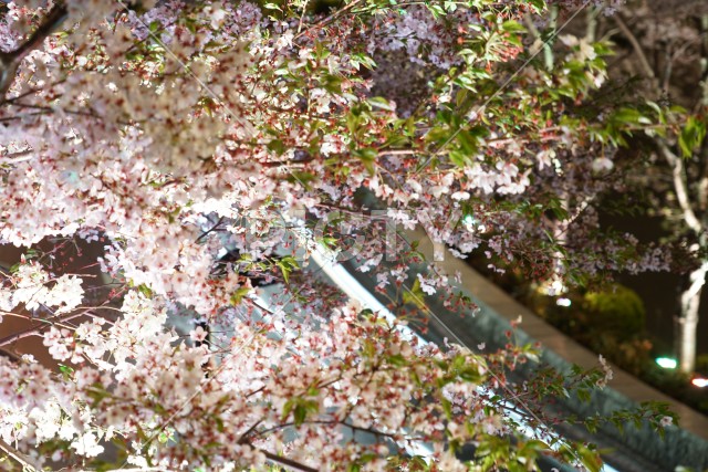 桜と車のヘッドライトの軌跡