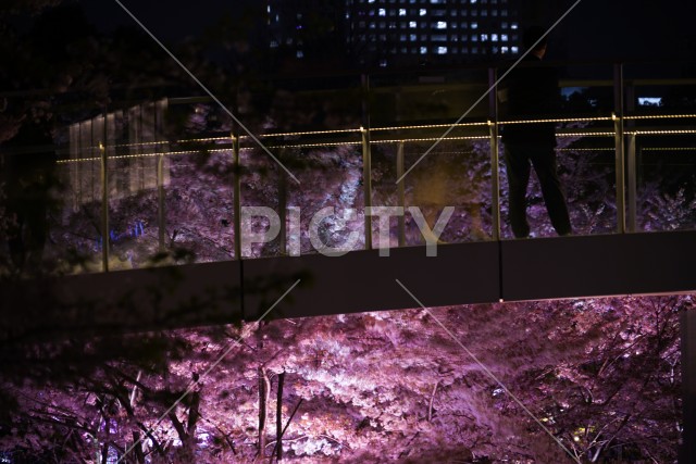 東京ミッドタウンの桜を眺める人々