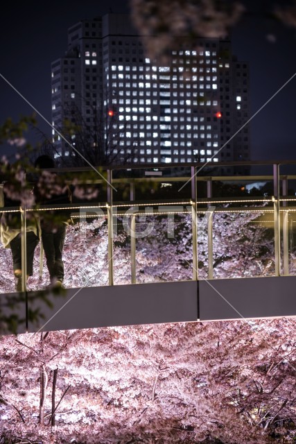 東京ミッドタウンの桜を眺める人々