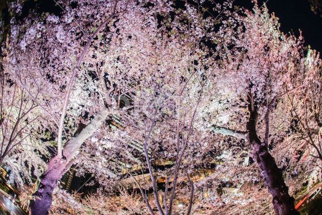 東京ミッドタウンの桜（散り始め）