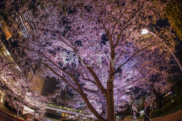 桜と東京ミッドタウン