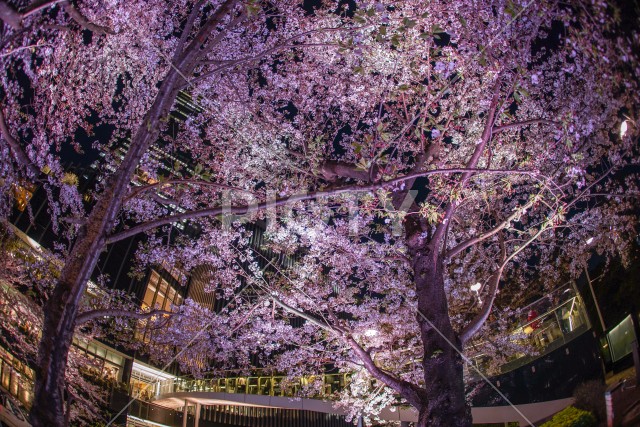 桜と東京ミッドタウン