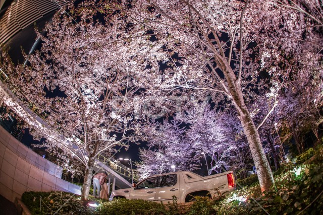 東京ミッドタウンの桜とピックアップトラック