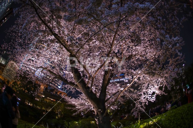 毛利庭園の夜桜と六本木ヒルズ