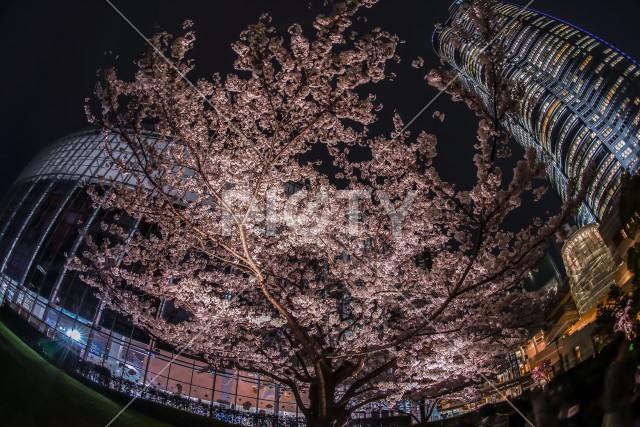 毛利庭園の夜桜と六本木ヒルズ