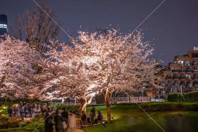 毛利庭園の夜桜
