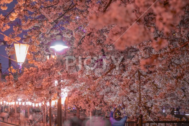 夜桜と日本提灯のイメージ