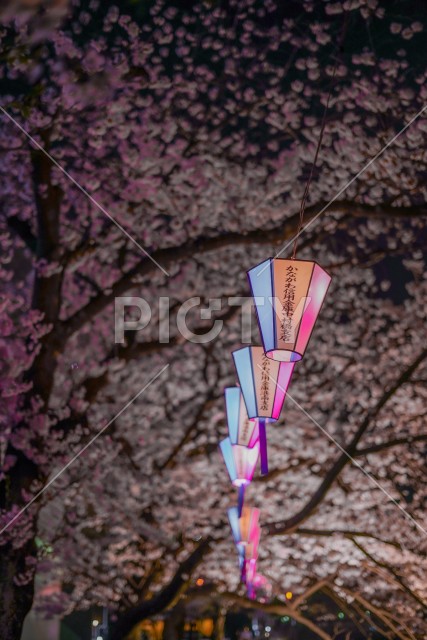 夜桜と日本提灯のイメージ