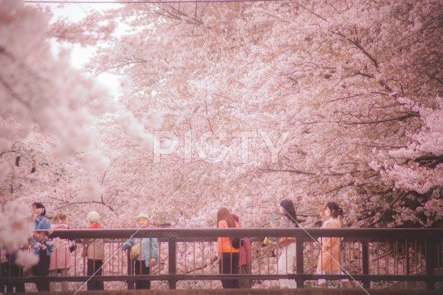 善福寺緑地公園の桜