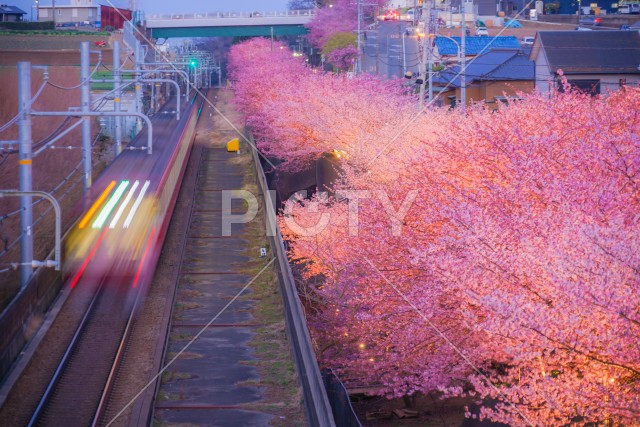 三浦海岸の河津桜と電車