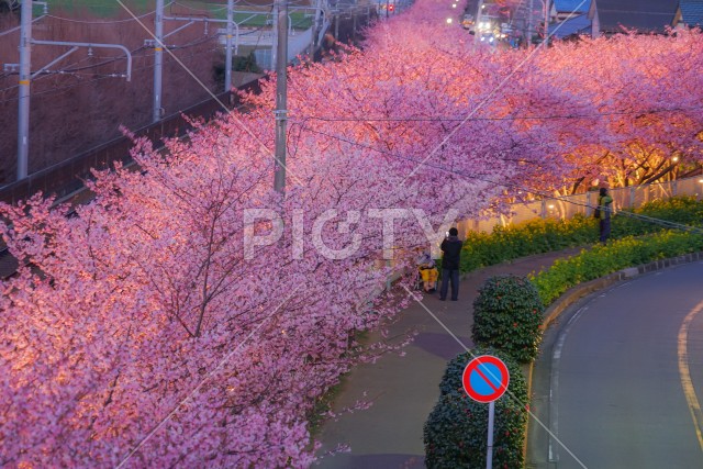 三浦海岸の河津桜