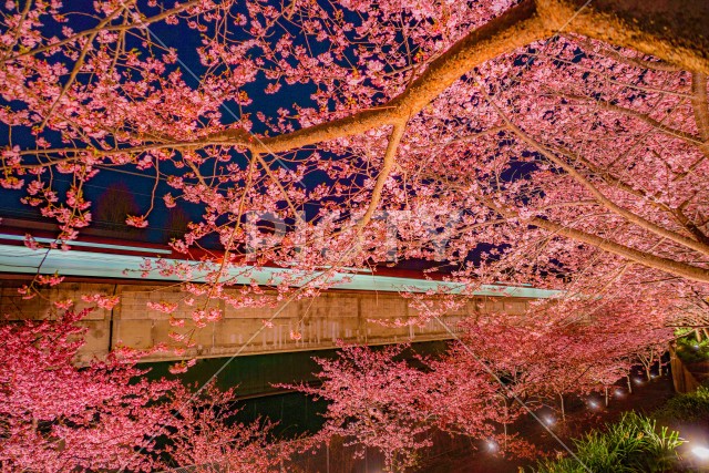 三浦海岸の河津桜と電車