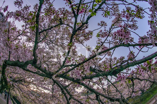 春の山北駅（神奈川県足柄上郡）の桜