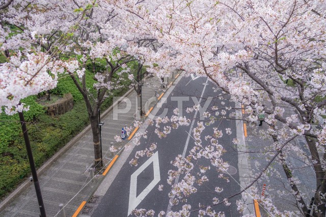 六本木一丁目の桜並木道