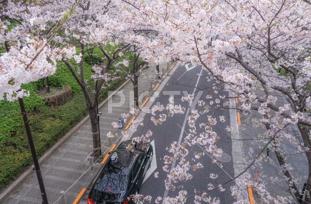 六本木一丁目の桜並木道