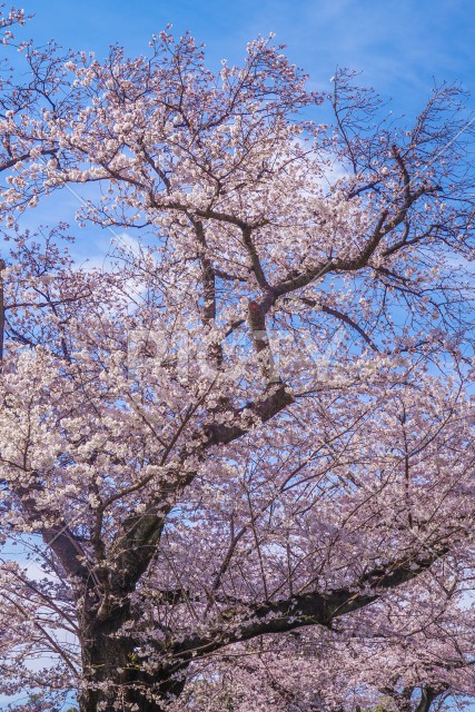 隅田公園の桜