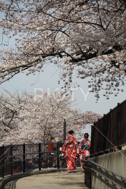 隅田公園の桜と着物の女性