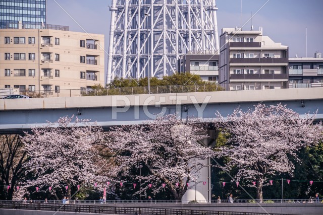 隅田公園の桜とスカイツリー