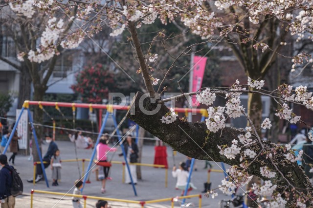 隅田公園の桜とブランコで遊ぶ子供達