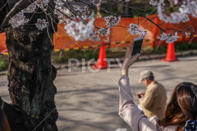 隅田公園の桜を撮影する女性