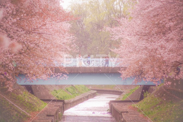 善福寺緑地公園の桜吹雪