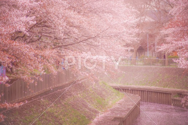 善福寺緑地公園の桜吹雪