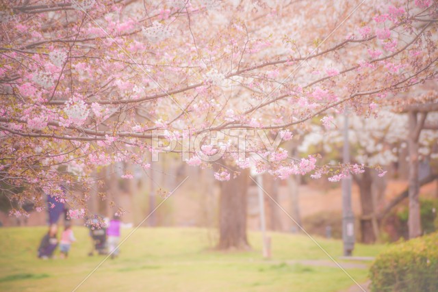 善福寺緑地公園の桜と遊ぶ子供