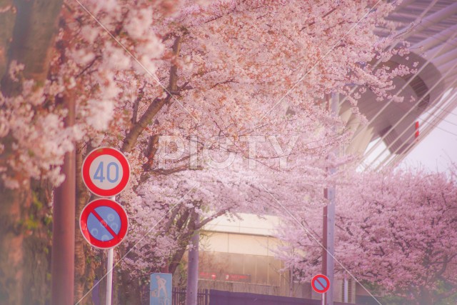 調布飛行場の桜