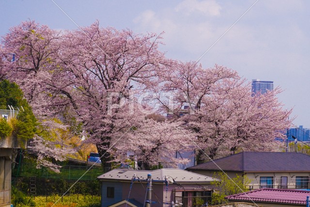 横浜・孝道山の桜イメージ
