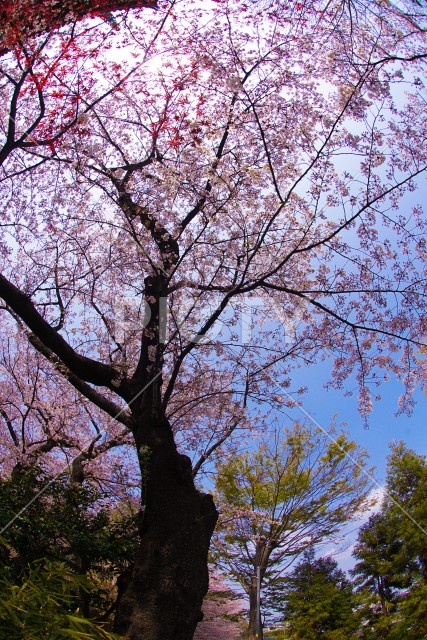 横浜・孝道山の桜イメージ
