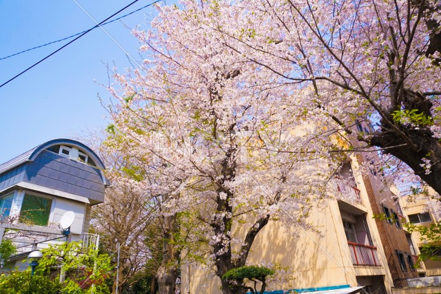 桜がある街並み