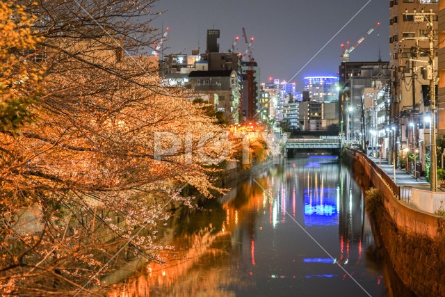 帷子川の夜桜と横浜の街並み