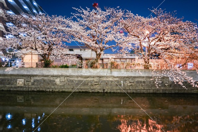 帷子川の夜桜と横浜の街並み
